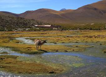 Llama bebiendo - https://pixabay.com/