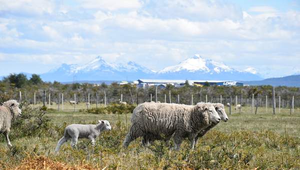 Ovejas en la Patagonia - https://pixabay.com/