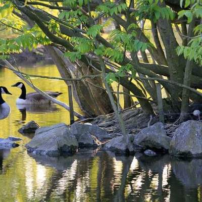 Aves en agua