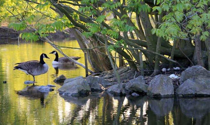 Aves en agua