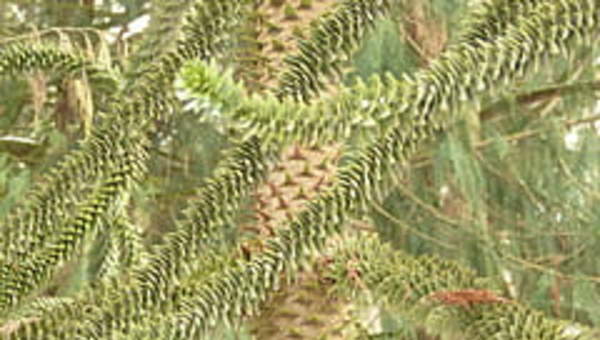 Araucaria