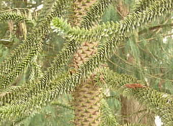 Araucaria