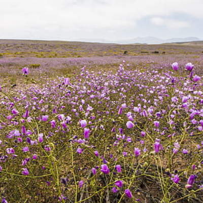 Desierto florido