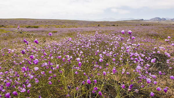 Desierto florido