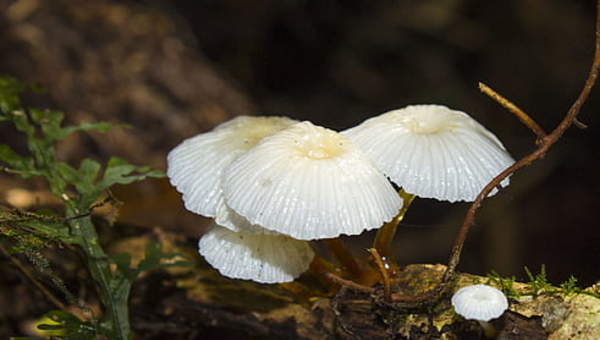 Ancud Hongos