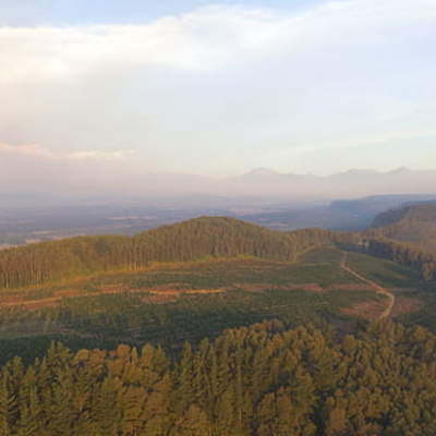 Bosque sur de Chile