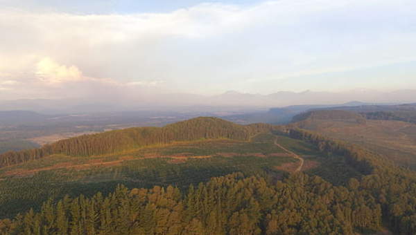 Bosque sur de Chile