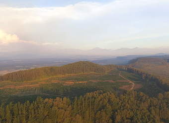 Bosque sur de Chile