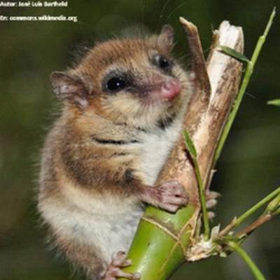 Monito del monte