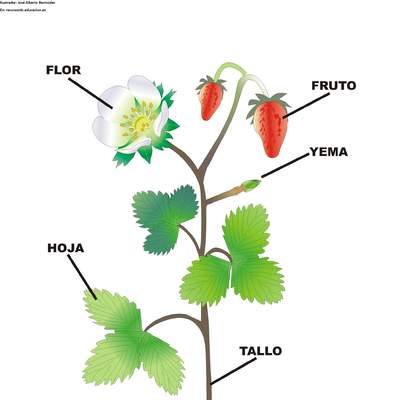 Partes de una planta con flor