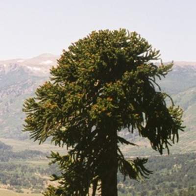 Araucaria