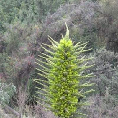 Puya chilena