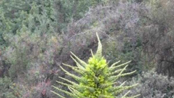 Puya chilena