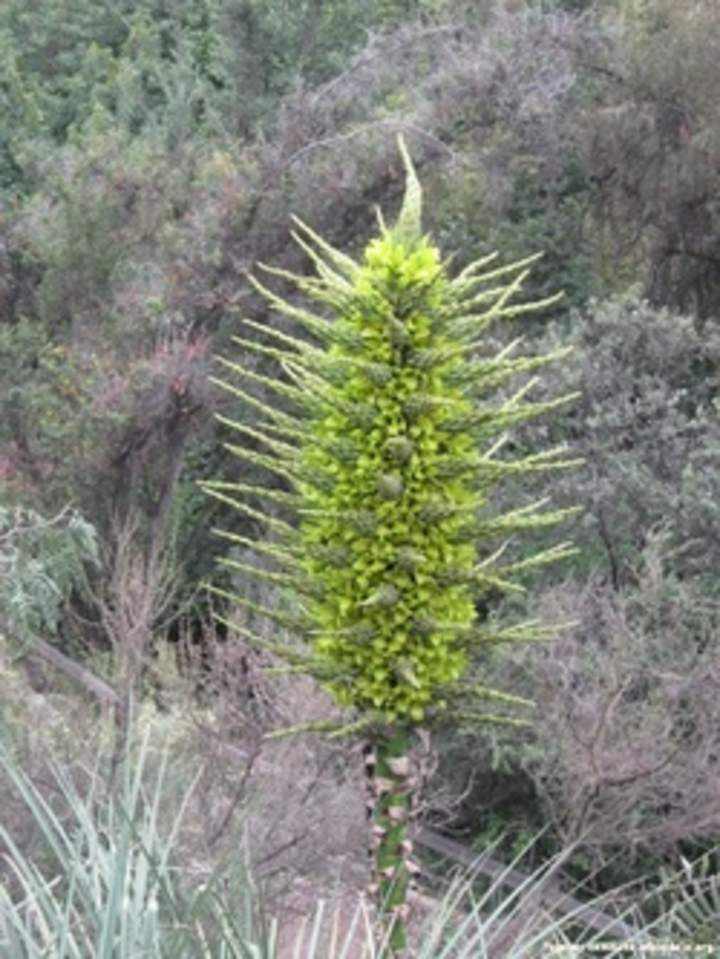 Puya chilena