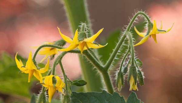 Planta tomate en flor