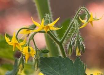 Planta tomate en flor