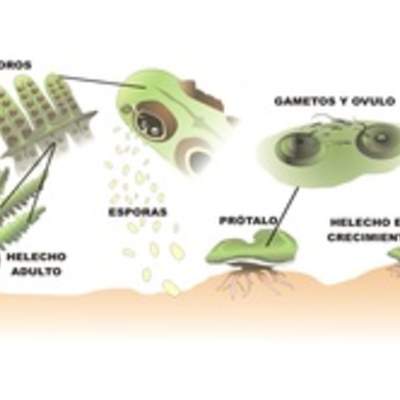 Ciclo de vida de un helecho rotulada