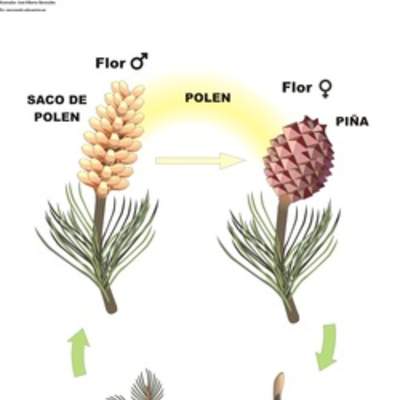 Ciclo de vida de una conífera rotulada