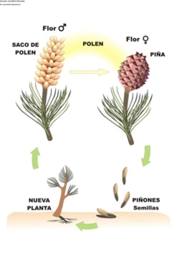 Ciclo de vida de una conífera rotulada