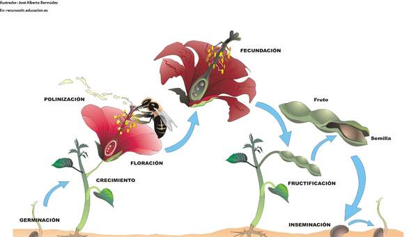 Ciclo de vida de una planta con flor rotulada