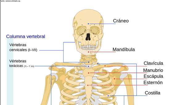 El esqueleto humano rotulado