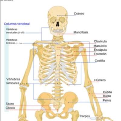 El esqueleto humano rotulado