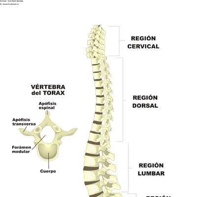 Columna vertebral rotulada