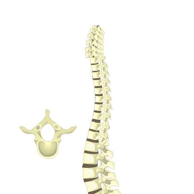 Columna vertebral