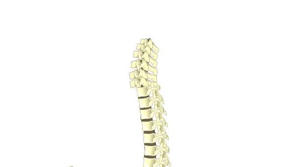 Columna vertebral