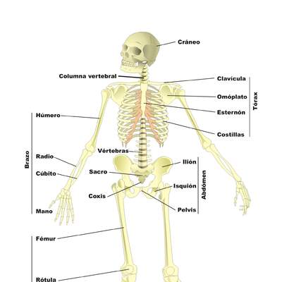 Esqueleto humano