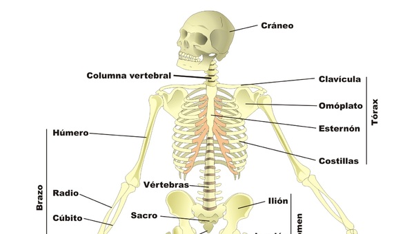 Esqueleto humano