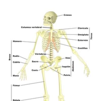 Esqueleto humano