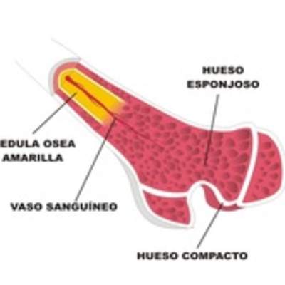 Estructura interna de un hueso