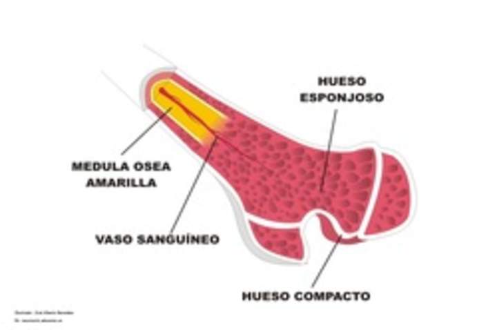 Estructura interna de un hueso