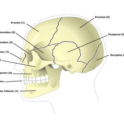 Los huesos del cráneo