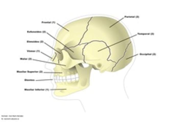 Los huesos del cráneo