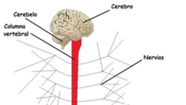 Organización del sistema nervioso