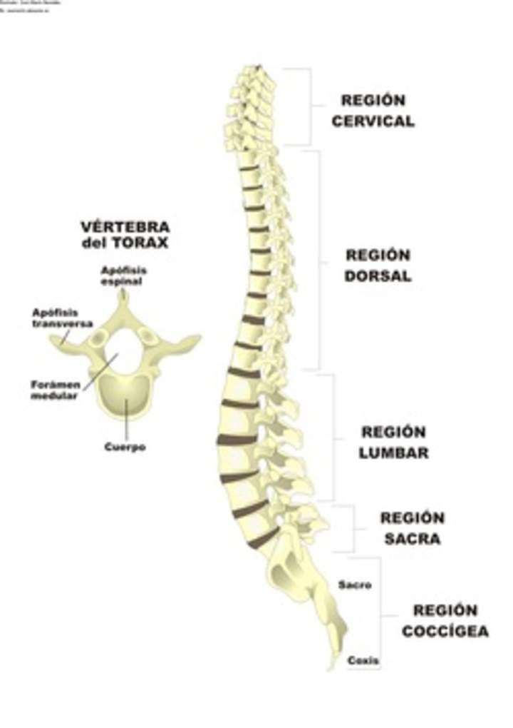 Columna vertebral rotulada