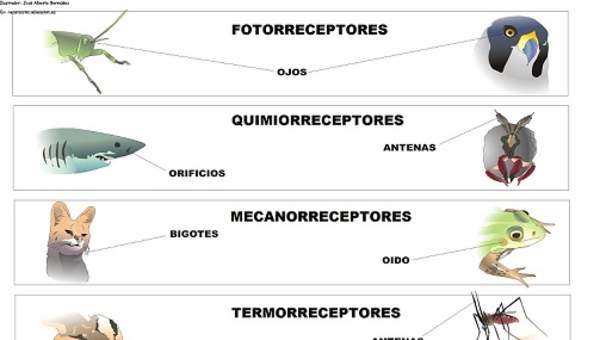 Receptores sensoriales en los animales