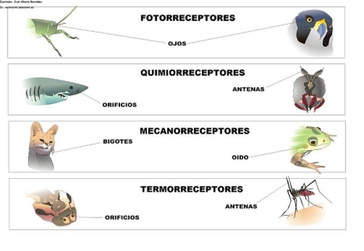 Receptores sensoriales en los animales