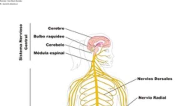 El sistema nervioso rotulado