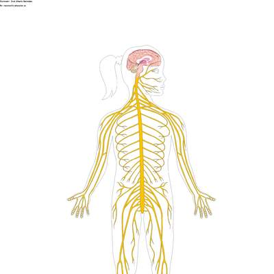 El sistema nervioso sin rotular