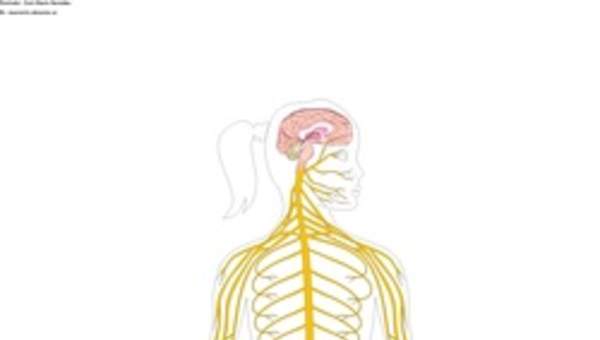 El sistema nervioso sin rotular