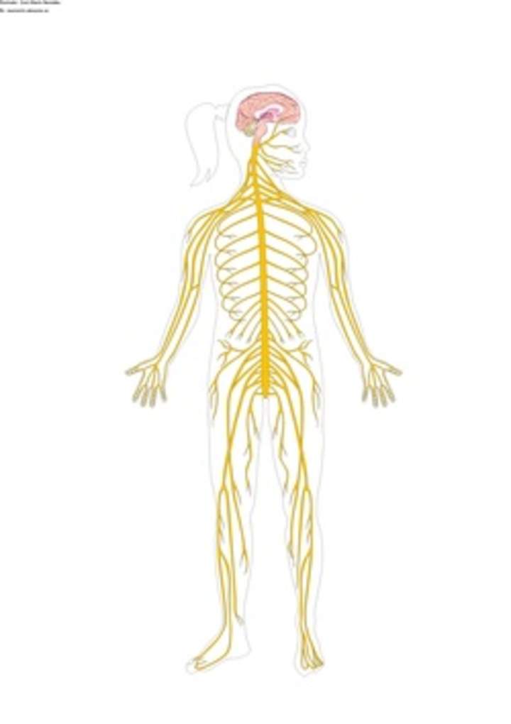 El sistema nervioso sin rotular