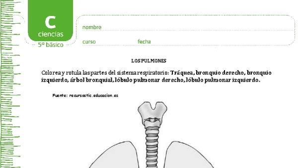 Colorea los pulmones