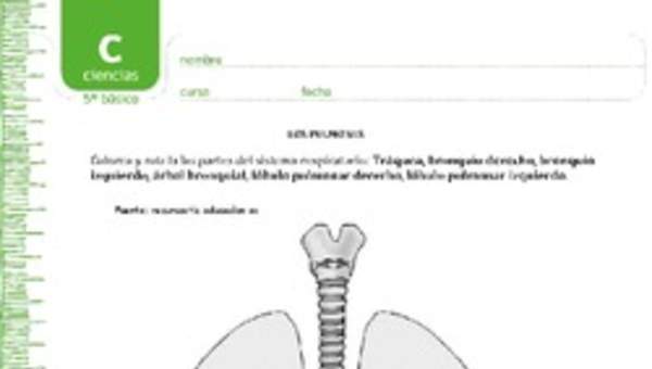 Colorea los pulmones