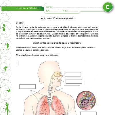 El sistema respiratorio