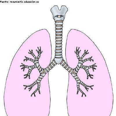 Pulmones humanos