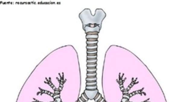 Pulmones humanos