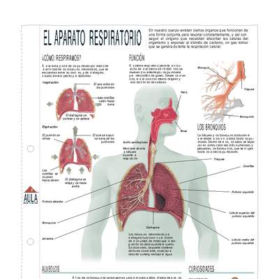 Infografía del aparato respiratorio